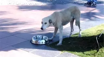 Ayvalık Belediyesi'nden Sokak Hayvanları Su Kapları