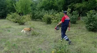 Fındık Bahçesinde Kaybolan 77 Yaşındaki Kadın Aranıyor