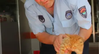 Yavru Kediye Zabıta Şefkati