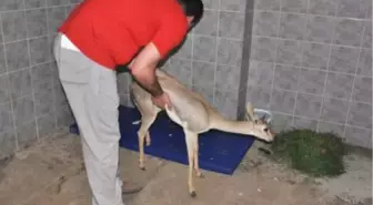 'Işılay' Adı Verilen Ceylan Tedavi Altında