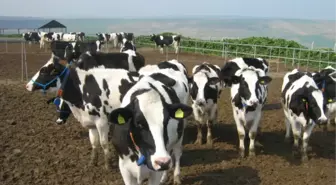 Muş'ta Büyükbaş Hayvanlar Sınıflandırılıyor