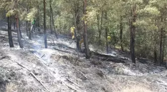 Bilecik'te Orman Yangını