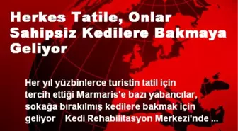 Herkes Tatile, Onlar Sahipsiz Kedilere Bakmaya Geliyor