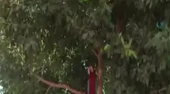 Orantısız Sevgi Papağanı Dilinden Etti