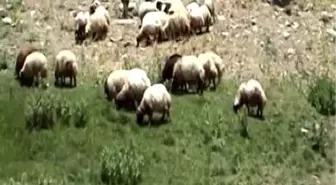 Muş Hayvanlarda Süt Verimini Artırmak İçin Nehir Banyosu