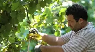 Ordu Ziraat Odası'ndan İftar Yemeği