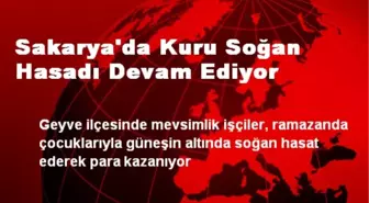 Sakarya'da Kuru Soğan Hasadı Devam Ediyor