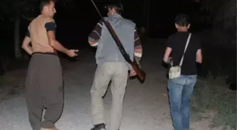 Mısır Tarlasında Domuz Nöbeti