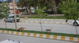 Muş'ta Başıboş Köpekler Korkutuyor