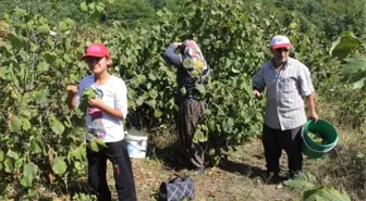 Alaplı'da Köylülerden Okul İçin Fındık Toplama Seferberliği