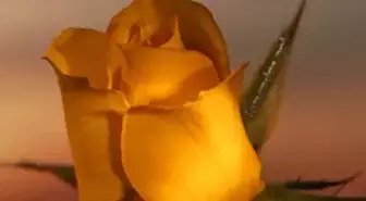 Kadir gecesi ne anlama geliyor ? Kadir gecesi'nde neler yapmak gerekiyor? Kadir gecesi detayları ve Kadir gecesi mesajları..