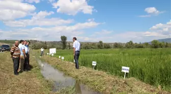 Beyaz Altın'a Mahreç Çalışmaları Devam Ediyor