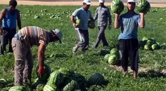 Yozgat'ta Organik Karpuz Hasadı Başladı