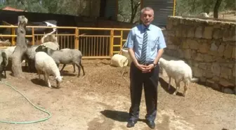 Besiciler, Romanov Koyunuyla Tanıştı