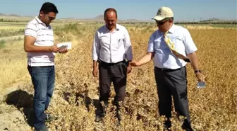 Ereğli'de Aspir Ekimi Yaygınlaşıyor