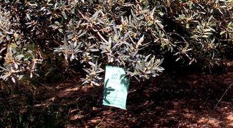 Zeytin Sineğine Karşı Ağaçlara Tuzak Asılıyor