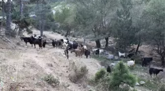 (Özel Haber) Uludağ'da Kurt Kâbusu