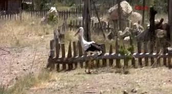 Burdur Lisinia'da Tedavi Edilen 8 Yabani Kuş Doğaya Bırakıldı