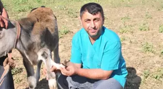 5 Ayaklı Buzağı
