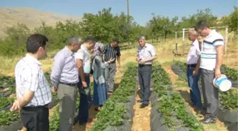 Doğanyol'da Çilek Üretimi Yaygınlaşıyor