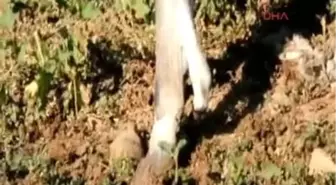 Muş 5 Ayaklı Buzağı