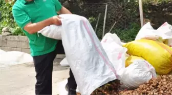 Ortaköy'de Son Kez Fındık Toplandı