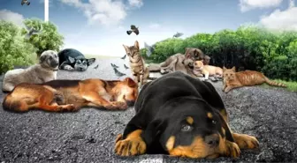 Salihli İlçe Tarım Müdürü'den Sokak Hayvanları İçin Temiz Su Talebi