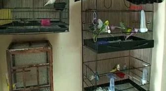 Pet Shop'taki Hırsızlık Kamerada