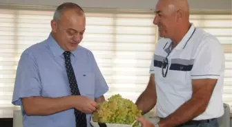 Hacihaliller'in İlk Hasatı Başkan Ergün'e