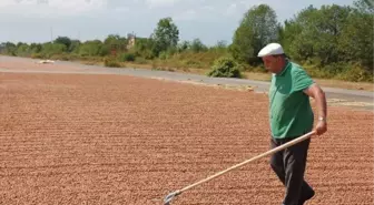 Havaalanı Fındık Harmanı Alanı Oldu