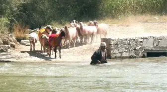 8 Asırlık Sudan Koyun Geçirme Geleneği