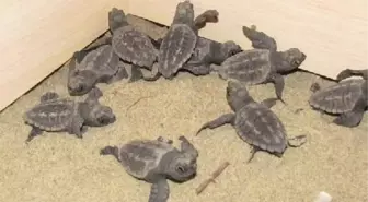 41 Yavru Caretta Caretta Denizle Buluştu