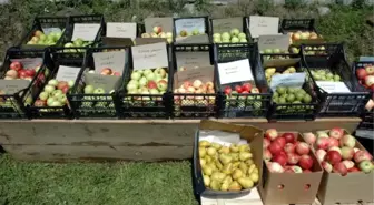 Gürcistan Sınırında 'Uluslararası Kardeşlik ve Dostluk Organik Elma Festivali'