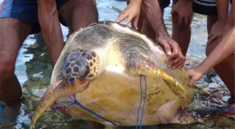 Caretta Carettalar Denize Girenlere Saldırdı