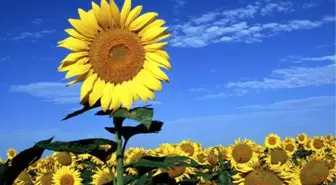 Çorum'daki Ayçiçeği Üreticilerinin Sorunları