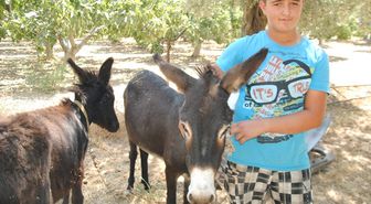 Eşek Sütü, İnek Sütünden 50 Kat Daha Pahalı