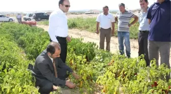 Gülşehir'de Kapya Biber Üretimi Yaygınlaşıyor