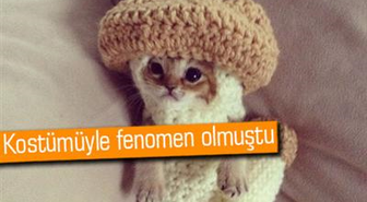 İnternetin En Ünlü Kedilerinden Wasabi-chan Öldü