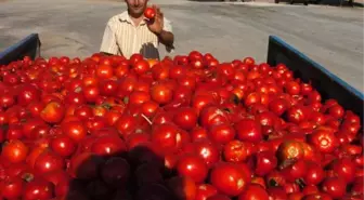 Ünlü Çanakkale Domatesi Hayvan Yemi Oldu