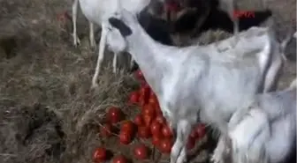 Ünlü Çanakkale Domatesi Hayvan Yemi Oldu