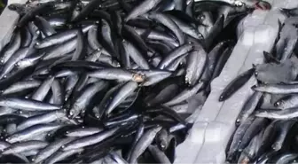 Balıkçılara 'Hamsileri Kayıt Altına Alın' Uyarısı