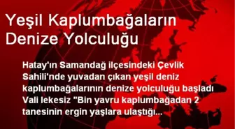 Yeşil Kaplumbağaların Denize Yolculuğu