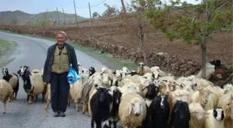 Bursalı Besicilere Kuduz Uyarısı