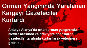 Orman Yangınında Yaralanan Kargayı Gazeteciler Kurtardı