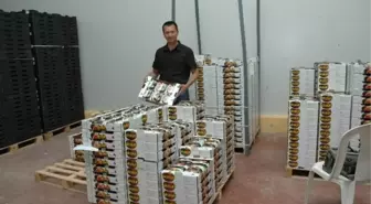 Siyah İncir İhracatında Sona Gelindi