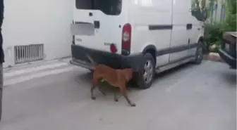 Malatya'da 506 Kilo Esrar Ele Geçirildi