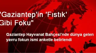 'Gaziantep'in 'Fıstık' Gibi Foku'