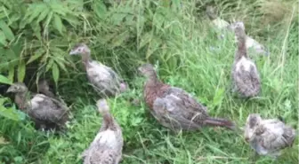 Samsun'da 300 Adet Sülün Doğaya Bırakıldı