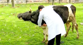 Şapla Mücadelede Aşılama Dönemi Başladı