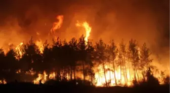 Kadirli'de de Orman Yangını Çıktı